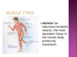 Shoulder muscles and shoulder tendons. Muscular System Athletic Training Ppt Download