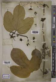 Image result for Equilabium masukense