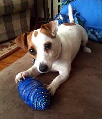 Jack Russell Terrier Jrtca Choice Photo Gallery Jack Russell Terrier Pitbull Terrier Jack Russell