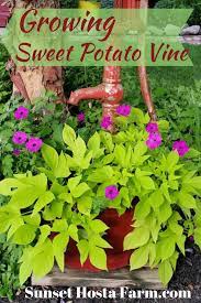 Dreamstime is the world`s largest stock photography community. Blog Sunset Hosta Farm Com Growing Ornamental Sweet Potato Vines Propagation