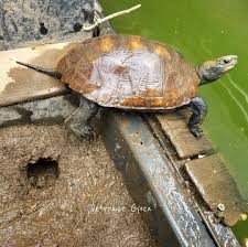 ペットスペースぎょえん