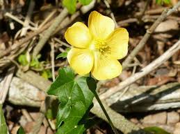 Image result for Abutilon grantii