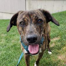 Anchor animal hospital is an accredited member of the american animal hospital association (aaha). Anchor Animal Hospital Home Facebook