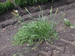 Image result for Setaria pumila