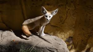 Fennec Fox - Zooborns