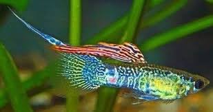 Pin By Ann Frazier On Guppy Guppy Fish Fresh Water Fish Tank Freshwater Aquarium Fish