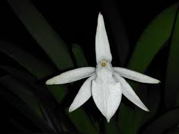 Image result for Jumellea usambarensis