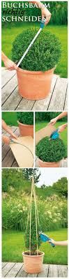 Buchsbaum Schneiden Garten Garten Hochbeet Und Garten Bepflanzen