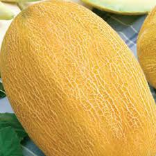 Плоды округлые, желтые с сеткой, массой от 2,5 до 4,8 кг. Dynya Semena Ovoshej Profi Katalog Centrsadovoda Ru