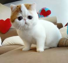 Pin On Animals That I Love