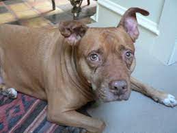 The word euthanasia is derived from the greek words that mean good death. Pet Euthanasia Veterinarians On When It S Time Cost And More
