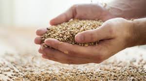 A basso indice glicemico e ricco di fibre, migliora la glicemia. I Cereali Meno Conosciuti Orzo Segale E Miglio Cosa Sono E Come Utilizzarli