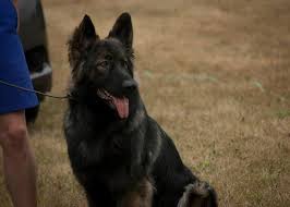 Read about height, weight, temperament, good with children, activity level, grooming tips and training requirements. Genesis Shilohs Home Facebook