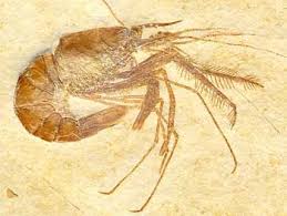 Der Solnhofener Plattenkalk Ist Weltweit Eine Der Bekanntesten Fossilienlagerstatten Vor Allem Durch Die Funde Der Urvogels Arc Fossilien Flugsaurier Insekten