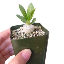 Image result for Pachypodium