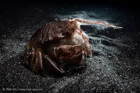 Image result for Lophiocarpaceae