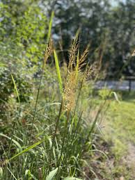 Image result for Sorghastrum