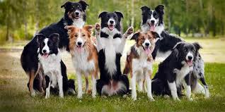 border collie the smartest dog in the