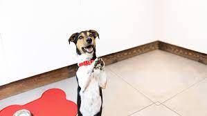 Why do dogs have short legs? Poisonous And Harmful Foods For Dogs Purina