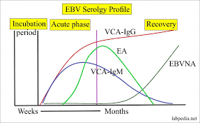 Mono is usually a mild illness that goes away without treatment after several weeks. Epstein Barr Virus Ebv Infectious Mononucleosis Labpedia Net