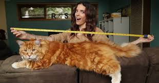 Dunyanin En Uzun Kedisi Omer Patiliyo Com