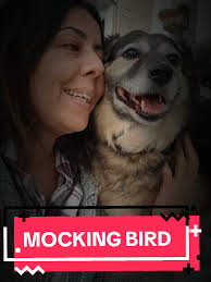 I would give her my life ❤️‍🩹 #mockingbird #dogmomlife #doglovers