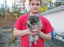 We did not find results for: Awesome Blue Merle Pomeranian Puppies Price 400 For Sale In Asheville North Carolina Best Pets Online