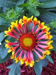 If what you want is a border with both variation and. Blanket Flower Backyards Click Amazing Flowers Unusual Flowers Beautiful Flowers