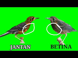 Burung pleci biasanya dijual dalam jumlah besar hingga butuh ketelitian ekstra untuk mengamati bagian paruh. Gambar Anis Merah Trotol Jantan Dan Betina