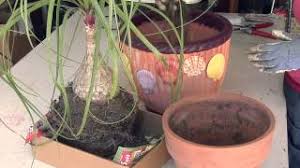 Fast delivery, safe ship warranty! How To Plant A Ponytail Palm Great Gardening Youtube