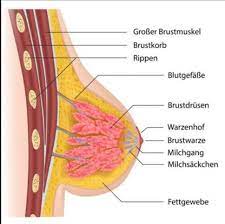 Was Ist In Der Brust Wen Sie Wachst Gesundheit Und Medizin Transsexualitat Bruste Wachsen
