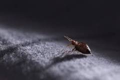 Image result for how long after flea treatment do fleas and eggs live