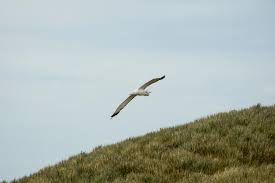 Maybe you would like to learn more about one of these? Great Albatross Wikipedia