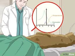 A cesarean surgery in dogsfollows a direct procedure to assure adequate timing in assuring a maximum success rate and to avoid complications. How To Plan A Cesarean Section For Brachycephalic Dogs 11 Steps
