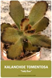 Plant Library Kalanchoe Tomentosa Teddy Bear Plants Succulents Planting Succulents