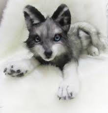 Realistic Stuffed Animals Custom Doll By Photo Wolf Soft Toy Etsy In 2020 Realistic Stuffed Animals Pet Replica Wolf Stuffed Animal