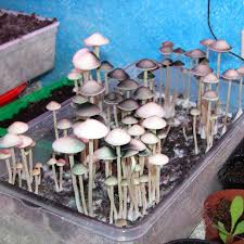 Panaeolus Tropicalis споры купить, цены за отпечаток, отзывы —  интернет-магазин GanjaSeeds
