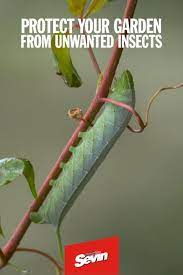 Pin On Garden Pest Control
