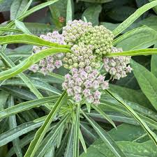 Image result for Asclepias