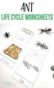 Ant Life Cycle Worksheets In 2020 Ant Life Cycle Life Cycles Activities Life Cycles