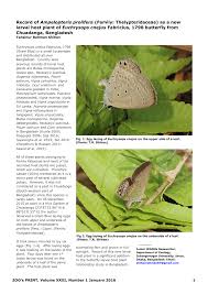 Image result for Ampelopteris prolifera