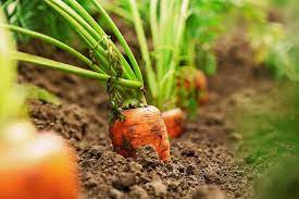 The seeds will germinate in 10 to 21 days. How And When To Harvest Carrots Gardener S Path