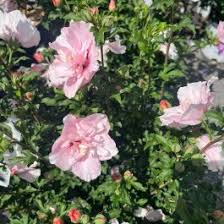 Image result for Hibiscus syriacus ´Pink Chiffon