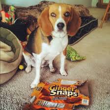 Better Than Liva Snaps Any Day Como Te Quierooo Beagle Bassett Hound Doggy