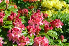 Keine sorge, organischer biodünger ist nicht schwer zu bekommen. Rhododendron Dungen Wann Mit Welchem Dunger Wie