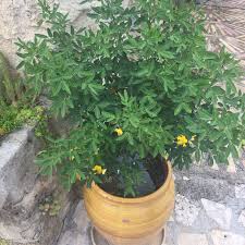 Image result for Senna didymobotrya