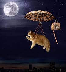 335 mond hd wallpapers und hintergrundbilder. Bilder Von Hauskatze Lustige Mond Kreativ Wiener Wurstchen 1940x2096