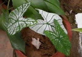 Check spelling or type a new query. The Must Know House Plants Poisonous To Dogs Be Careful