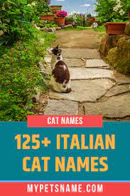 Italian Cat Names Italian Cat Names Cat Names Cats