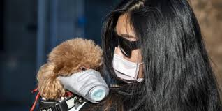 Acconciatura, scultura, stili di capelli lunghi, animali. Coronavirus Cani E Gatti Non Sono Un Rischio Unica Radio